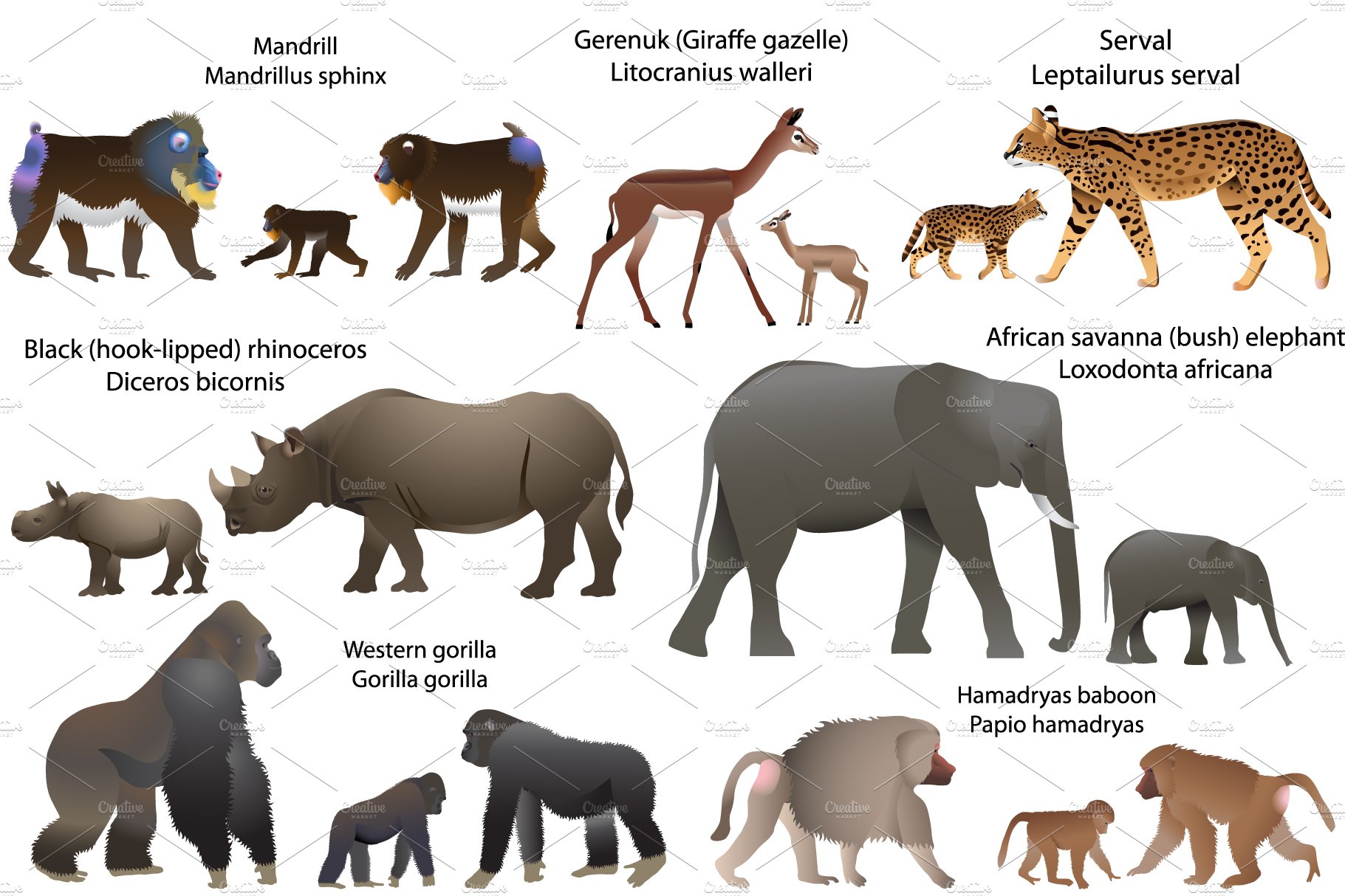 15 animal species of africa with cubs 3 12