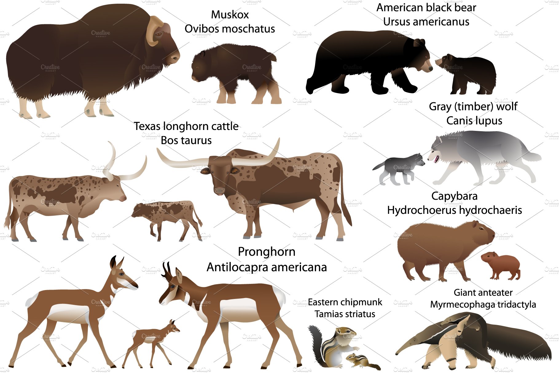 Animals of America with cubs preview image.