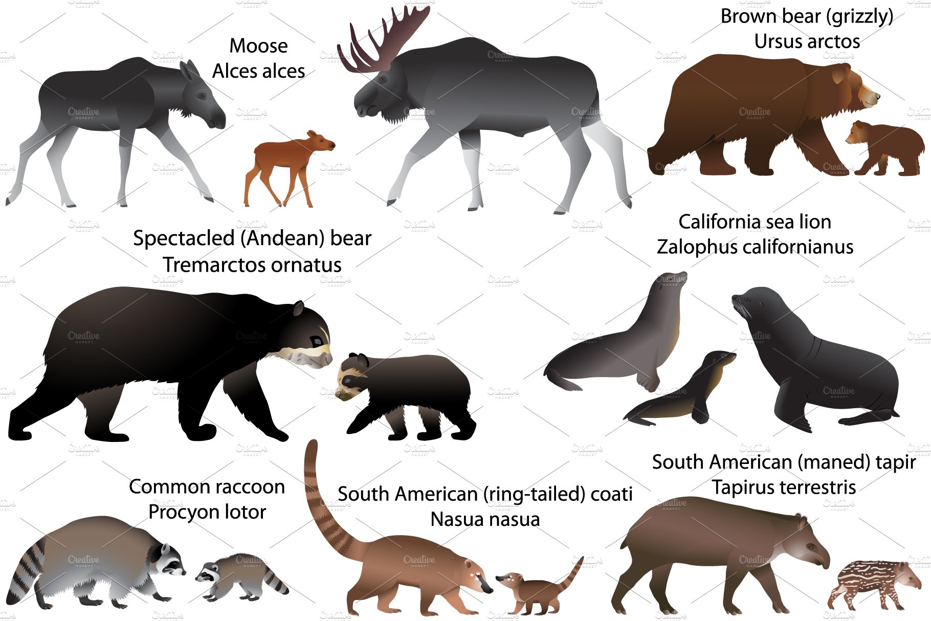 15 animal species of america with cubs 3 898
