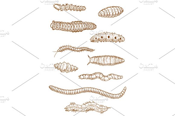 Caterpillars, worms and larvae cover image.