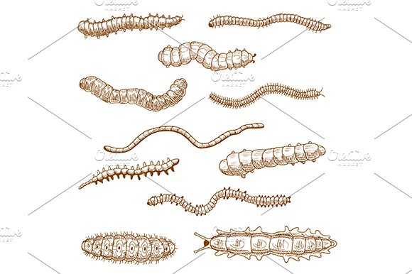 Warm and caterpillar insect sketches cover image.