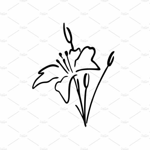 white lily ink drawing logo vector cover image.