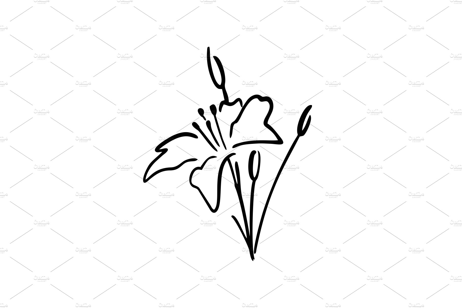 white lily ink drawing logo vector cover image.