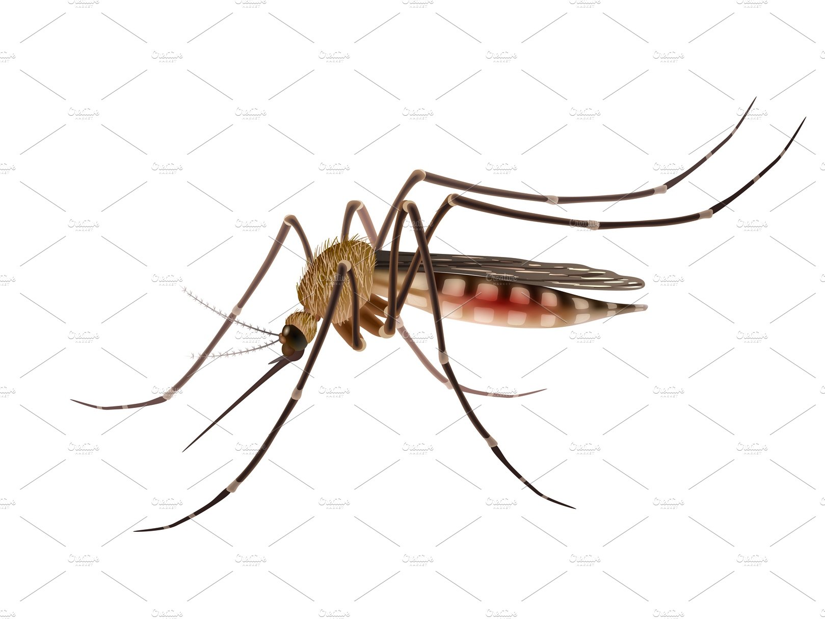 Mosquito realistic illustration cover image.