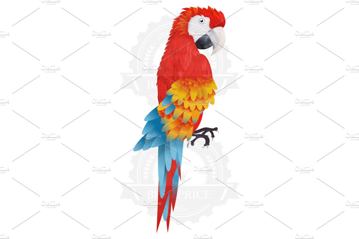 A bright macaw parrot cover image.