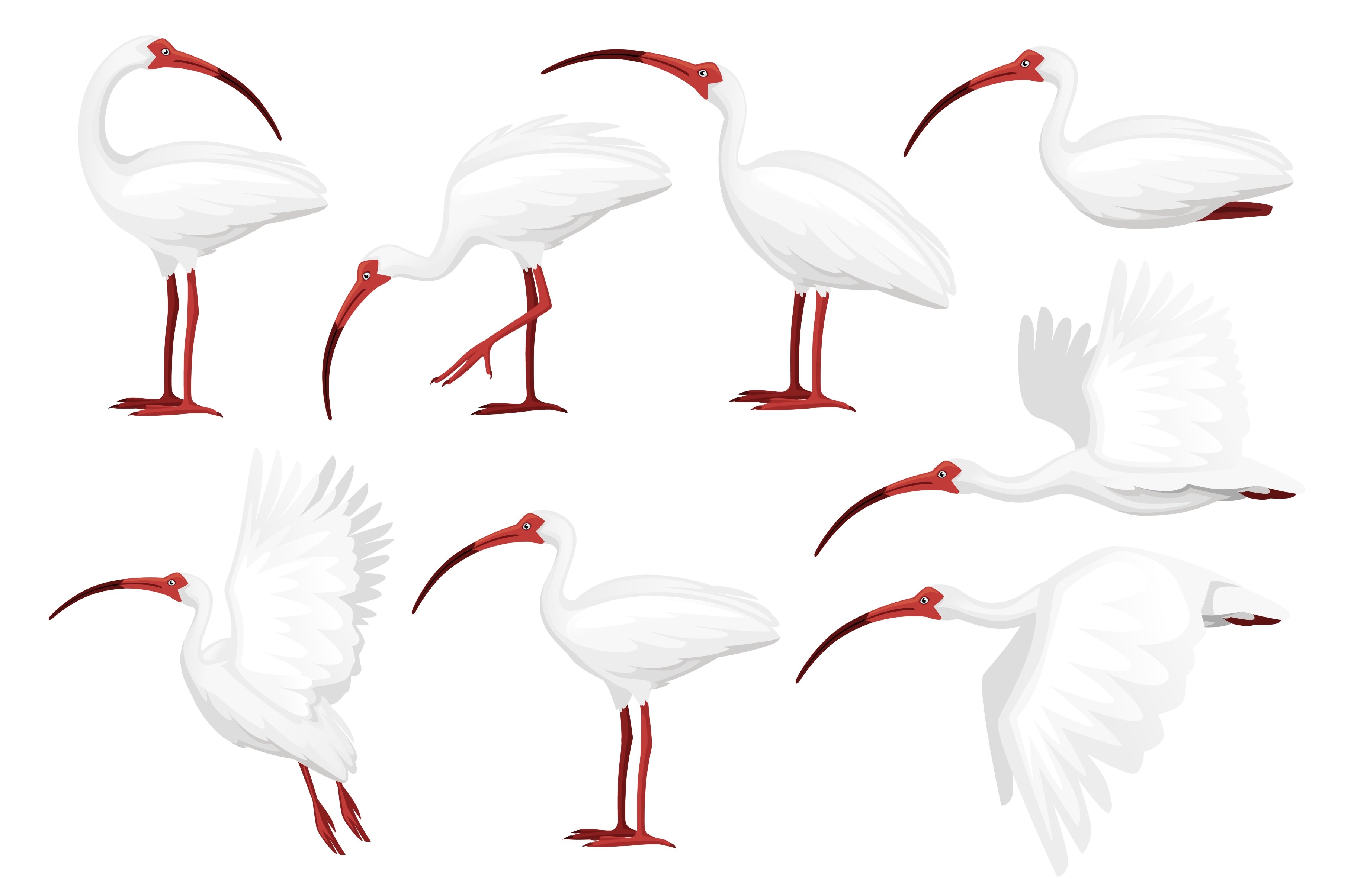 Set of american white ibis flat cover image.