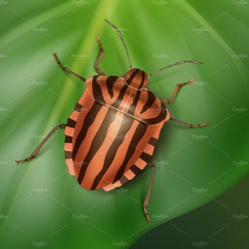 Striped shield bug cover image.