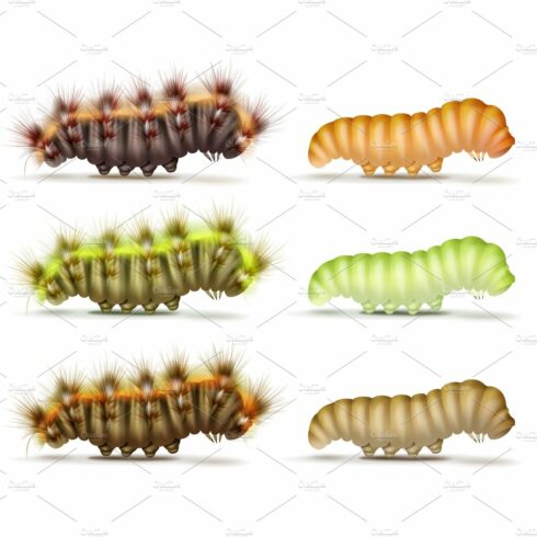 Set of caterpillars cover image.