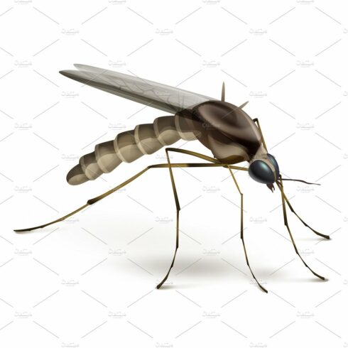 Mosquito on white background cover image.