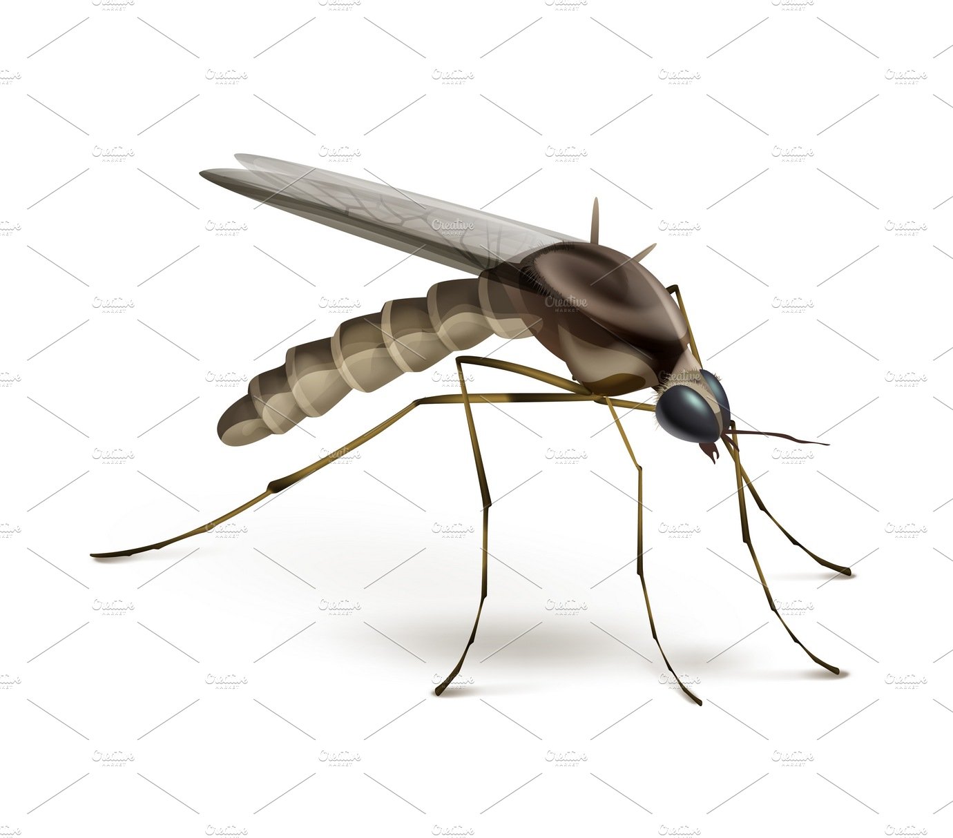 Mosquito on white background cover image.