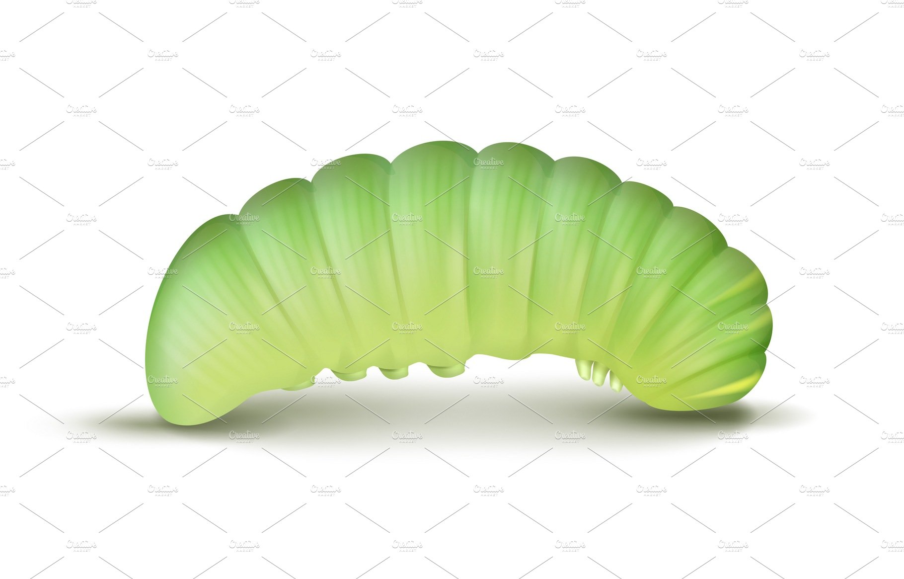 Light green caterpillar cover image.