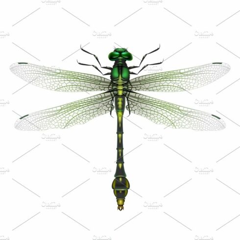 Vector realistic dragonfly cover image.