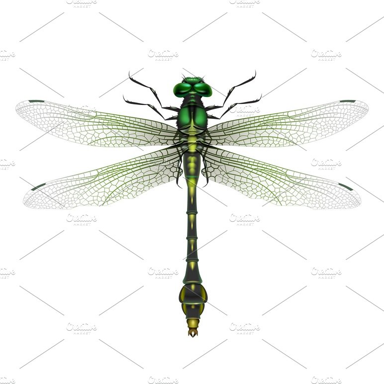 Vector realistic dragonfly cover image.