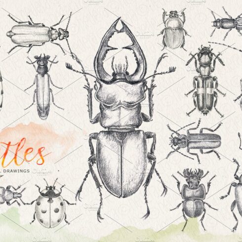 Hand drawn pencil beetles bugs cover image.