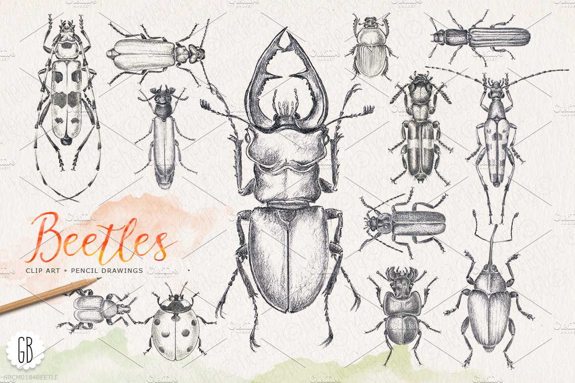 Hand drawn pencil beetles bugs cover image.