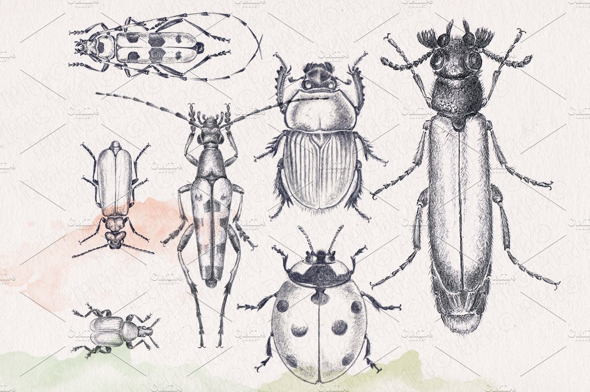 Hand drawn pencil beetles bugs preview image.