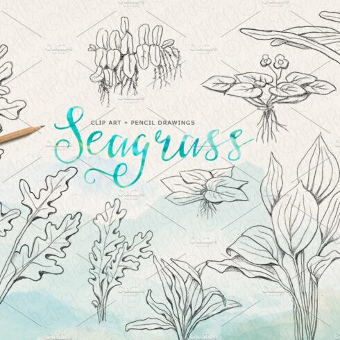 Seagrasses pencil drawings clip art cover image.