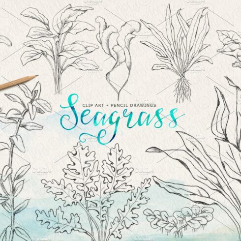 Vintage inspired seagrasses original cover image.