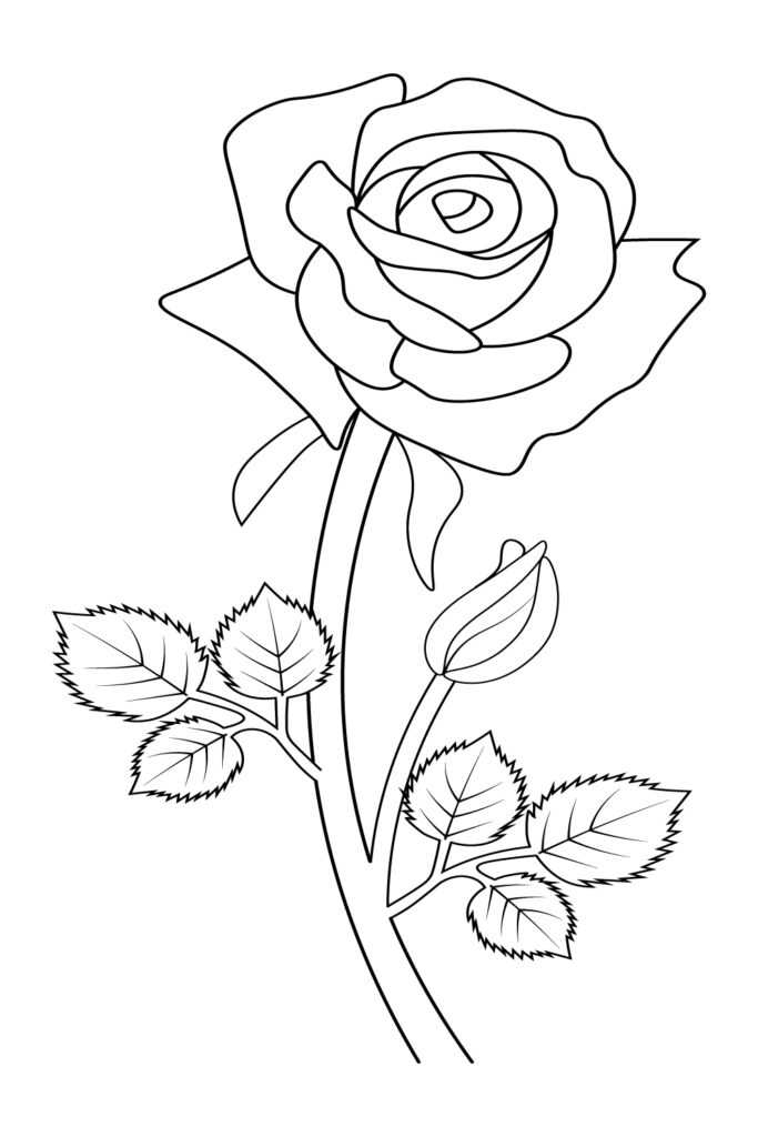rose pencil sketch, rose pencil sketch drawing flower, rose outline ...