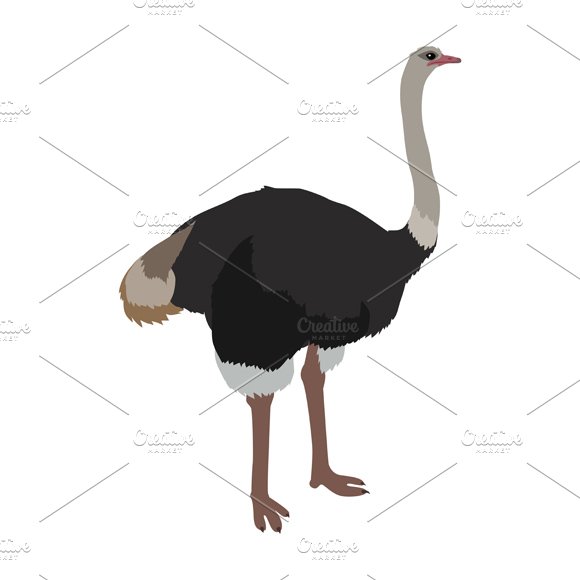 Ostrich Flat Design cover image.