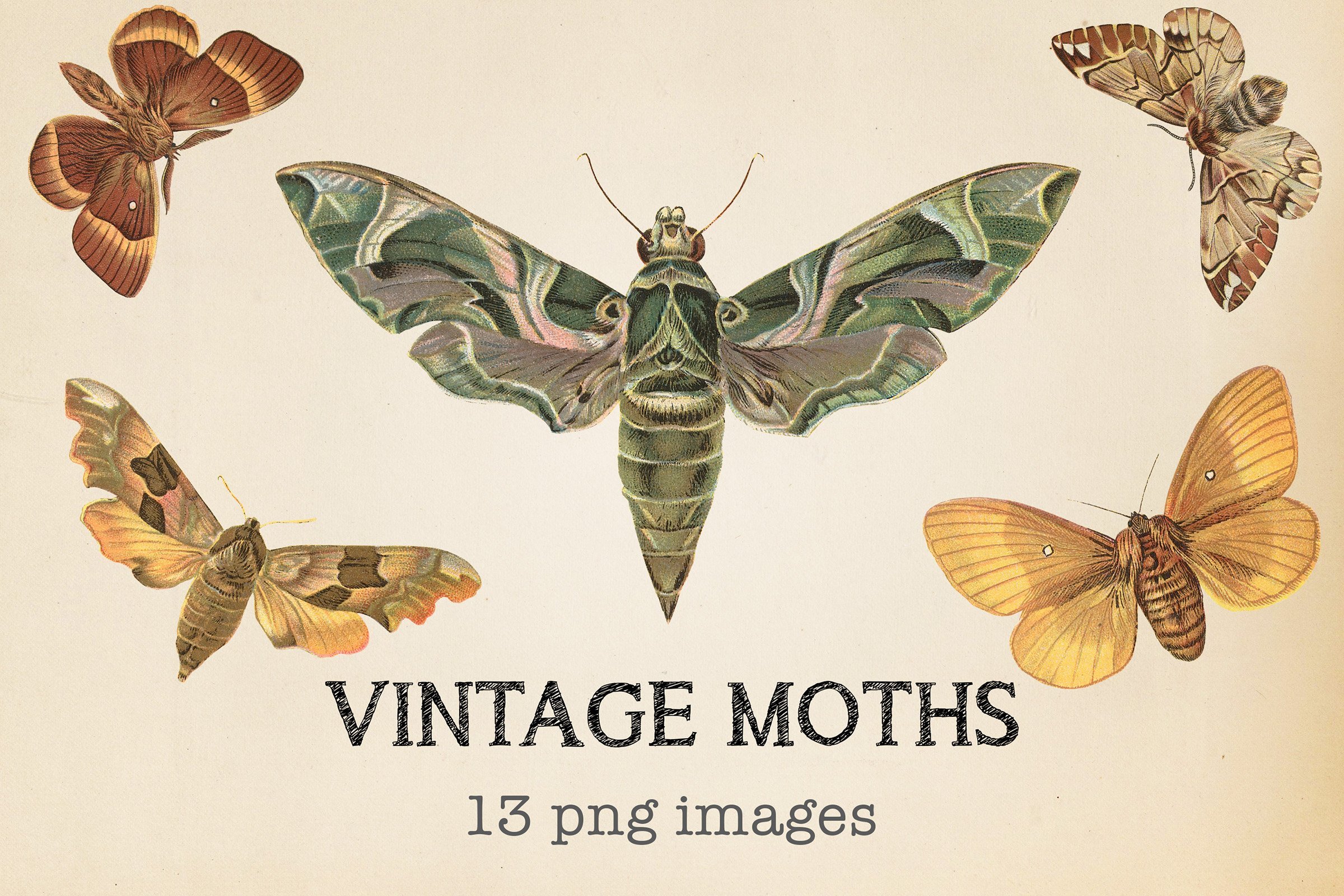 Vintage Moths Clipart cover image.