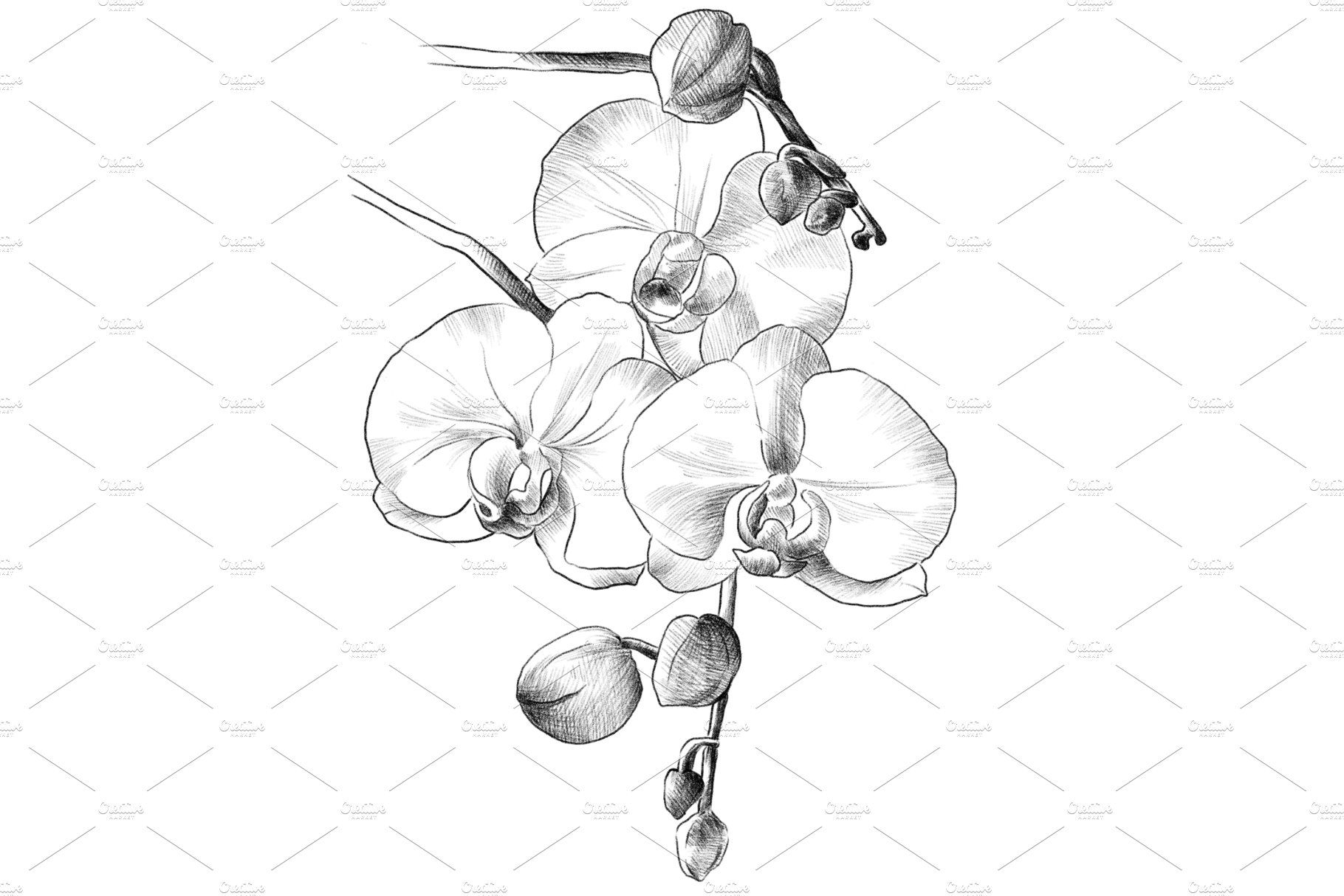 Pencil drawing Orchid flowers preview image.