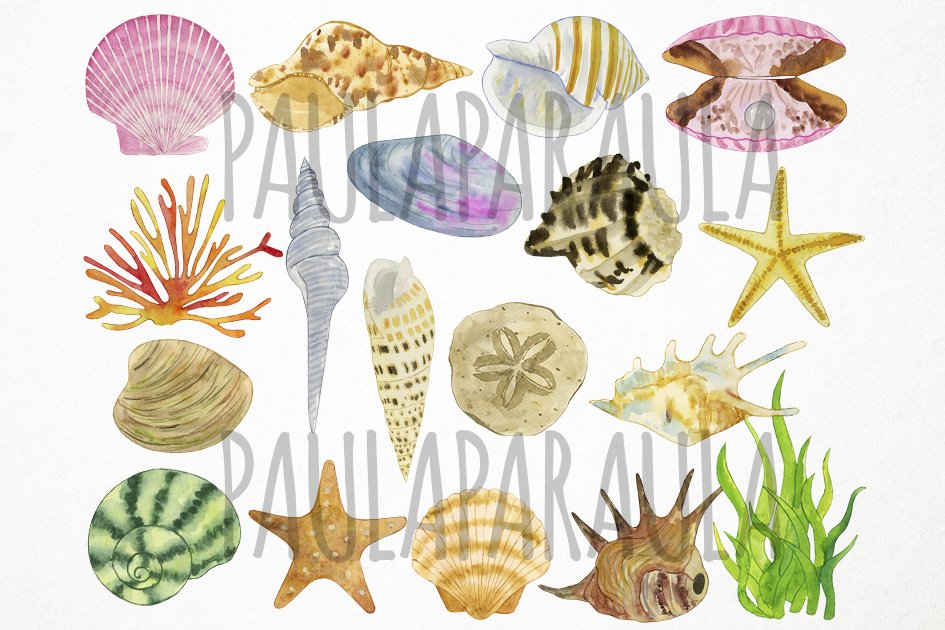 Watercolor Seashells Clipart, Shells preview image.