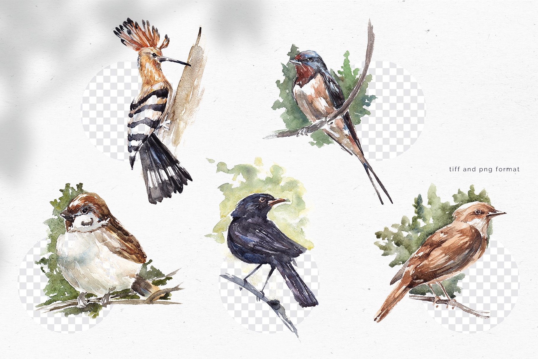 Handdrawn watercolor birds preview image.