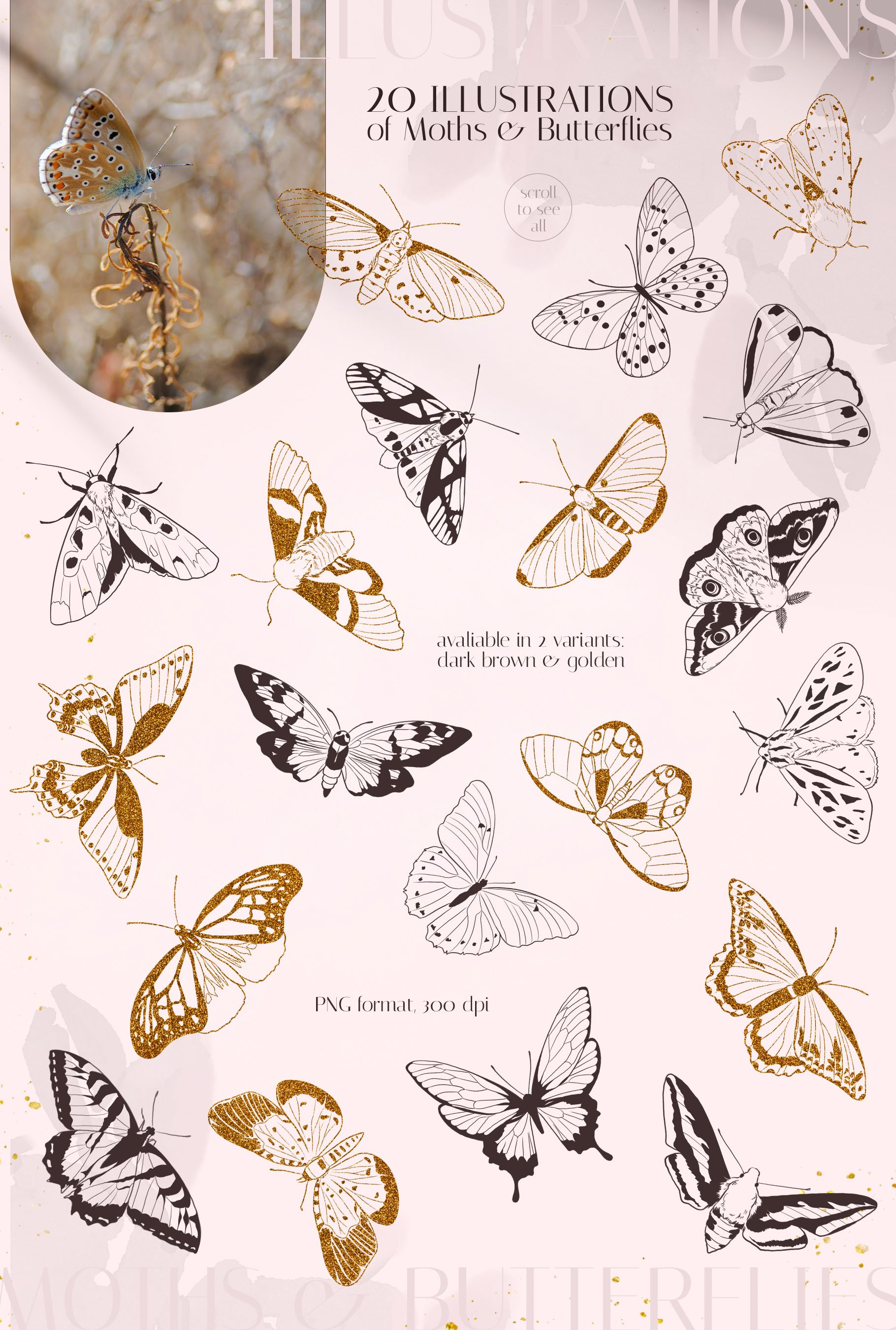 MOTHS & BUTTERFLIES illustration set preview image.