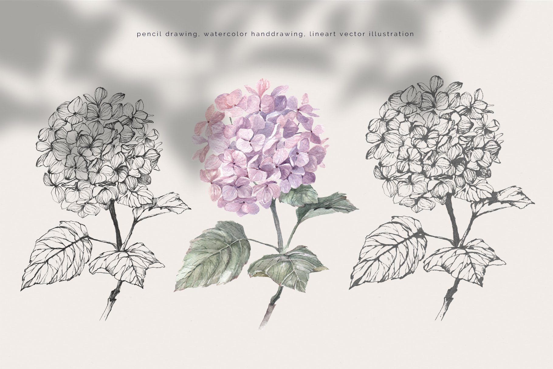 Hydrangea. Pencil and watercolor preview image.