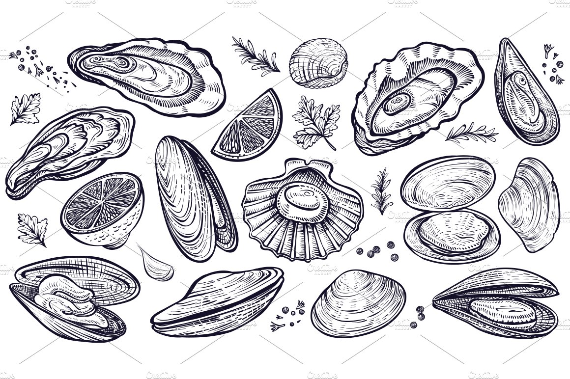 Vector sketch of Shellfish & Oysters preview image.