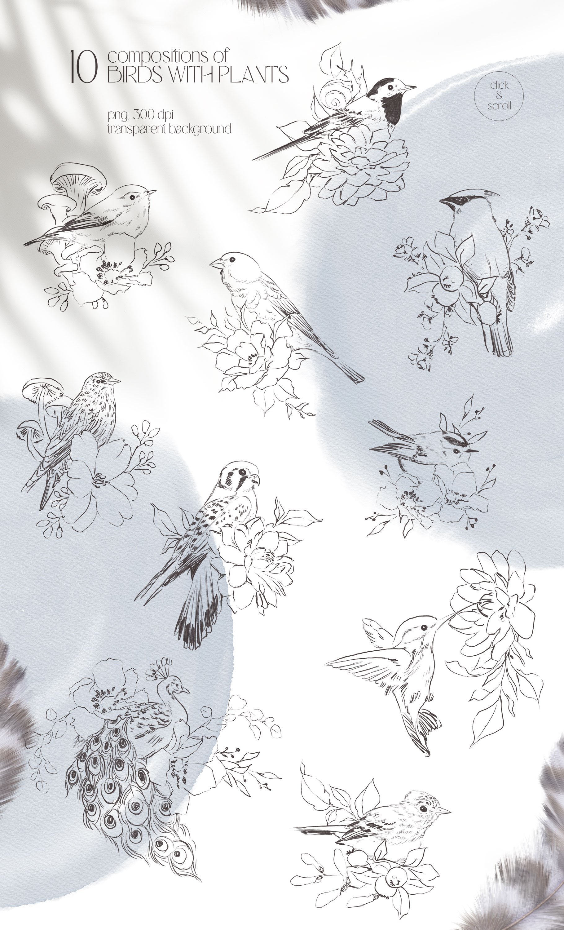 FOREST SONG birds sketches preview image.