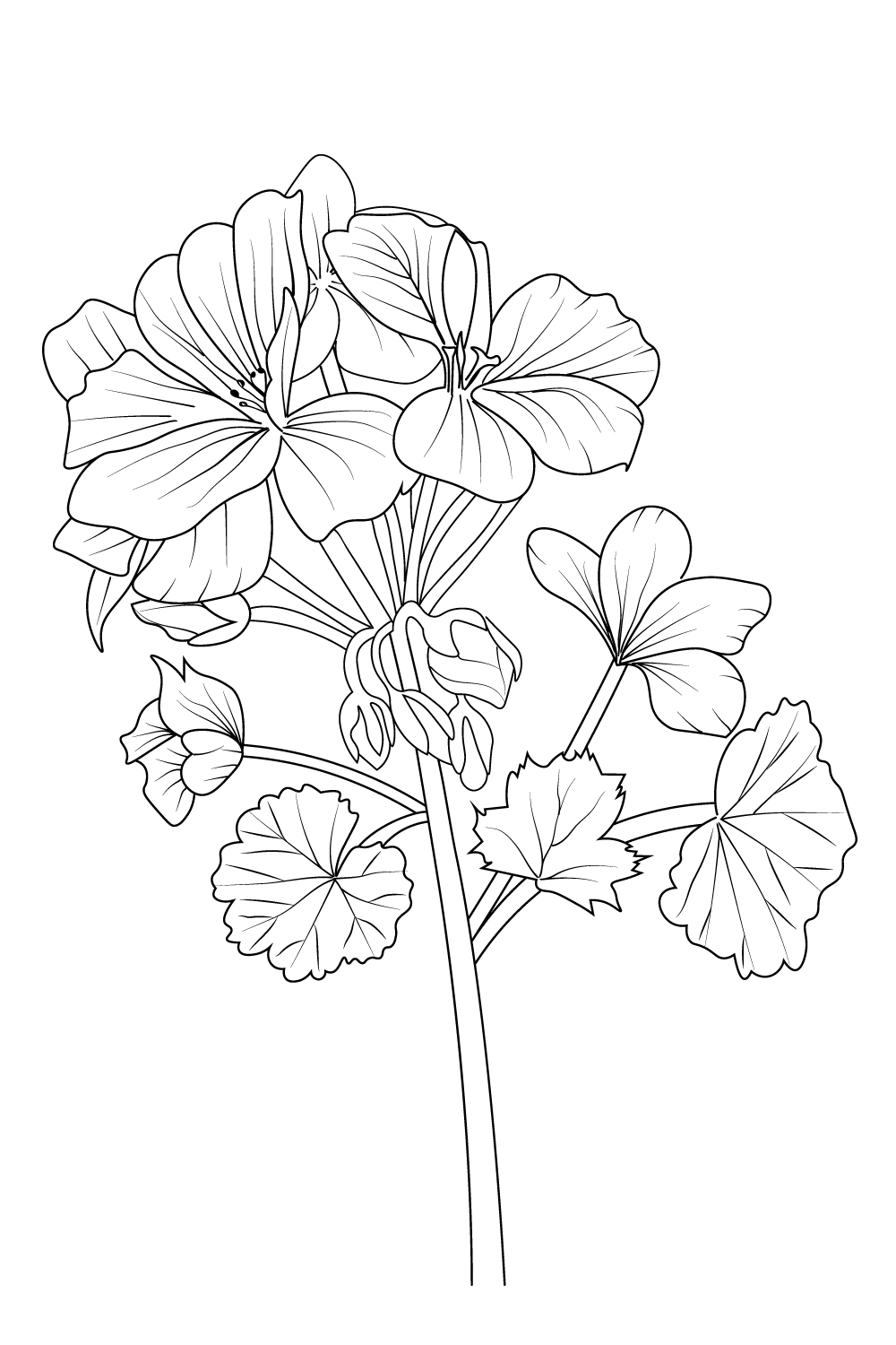 Geranium flower line art, botanical geranium drawing, watercolor botanical geranium drawing, Pelargonium quercifolium, easy geranium drawing, geranium outline drawing pinterest preview image.