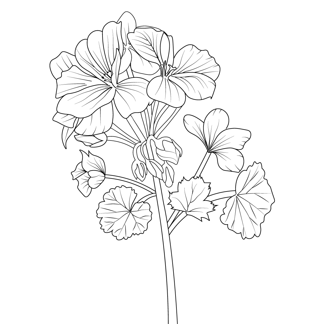 Geranium flower line art, botanical geranium drawing, watercolor