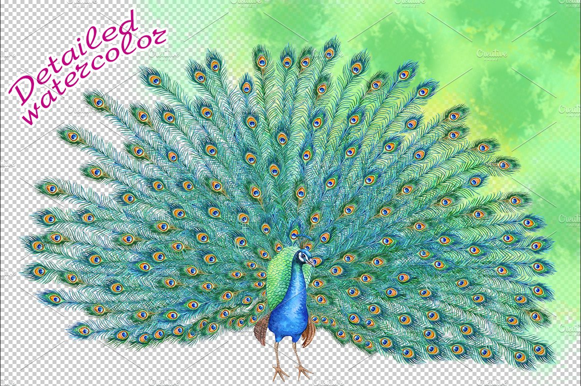 Peacock with a lush tail preview image.