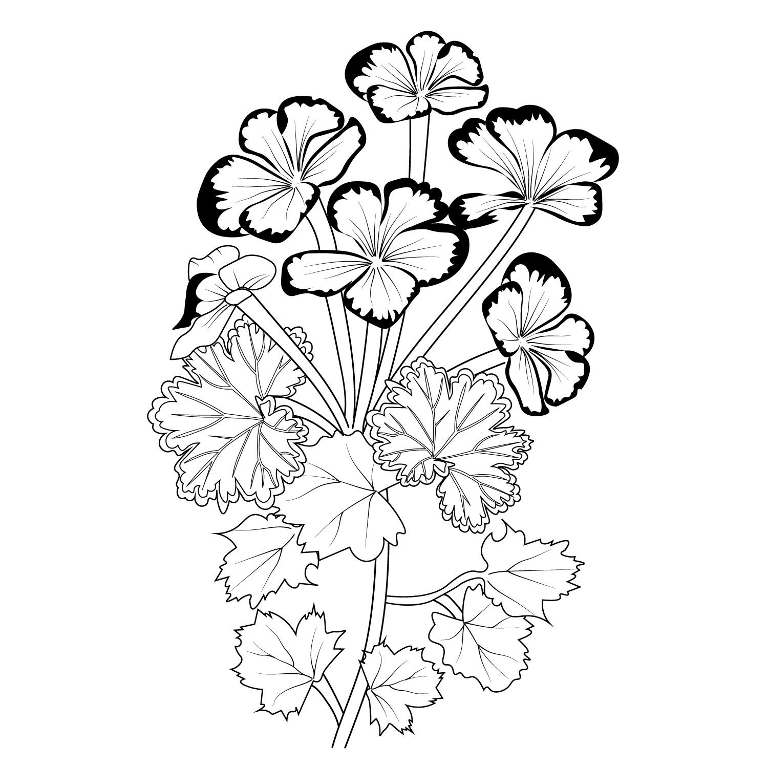 coloring easy geranium drawing, pencil geranium drawing, tattoo geranium flower drawing geranium flower vector art, flower line art, flower coloring pages preview image.