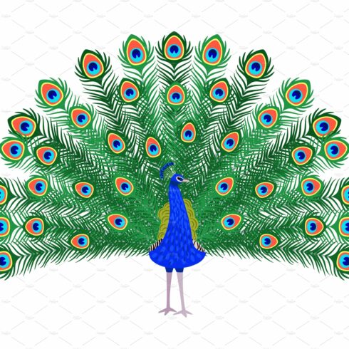 Beautiful peacock cartoon bird cover image.