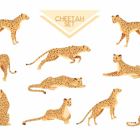 Set of Cheetah big wild cat african cover image.
