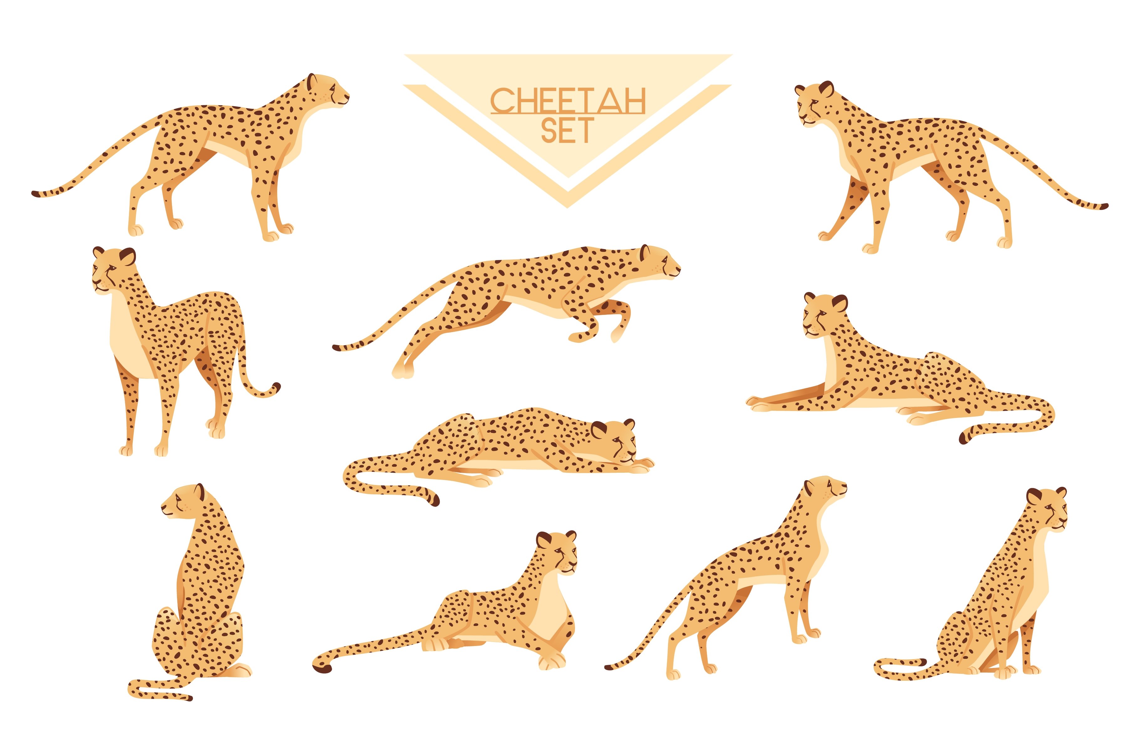 types of cheetahs