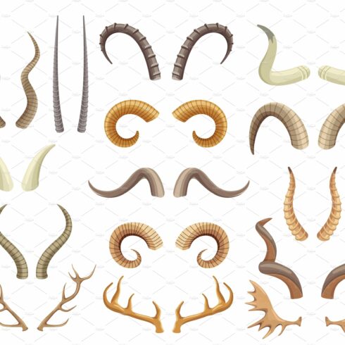 Animal horns and antlers, antelope cover image.