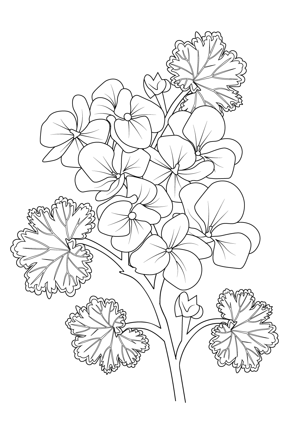 black geranium tattoo, black and white geranium flower tattoo, wild geranium drawing, drawing geranium sketch, Realistic flower coloring pages, vintage floral vector illustration pinterest preview image.