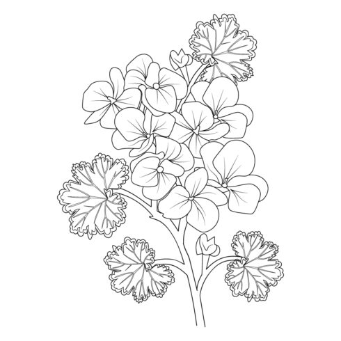 black geranium tattoo, black and white geranium flower tattoo, wild geranium drawing, drawing geranium sketch, Realistic flower coloring pages, vintage floral vector illustration cover image.