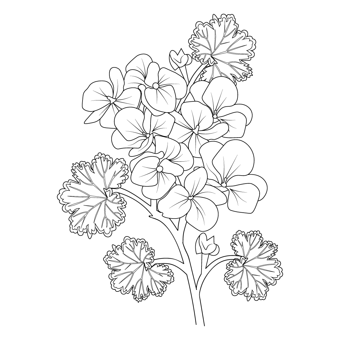 black geranium tattoo, black and white geranium flower tattoo, wild geranium drawing, drawing geranium sketch, Realistic flower coloring pages, vintage floral vector illustration preview image.
