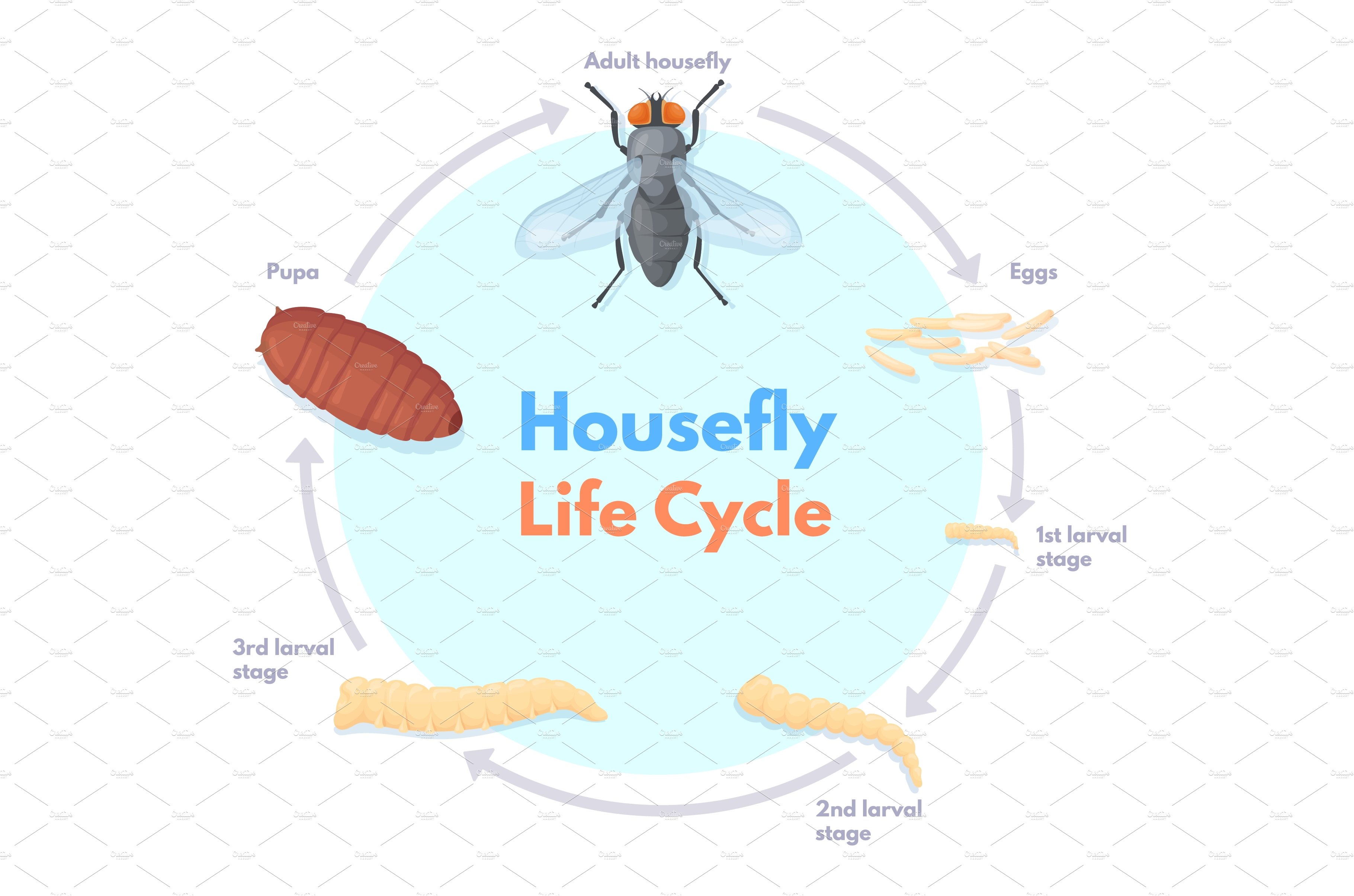 Housefly life cycle. Vinegar cover image.