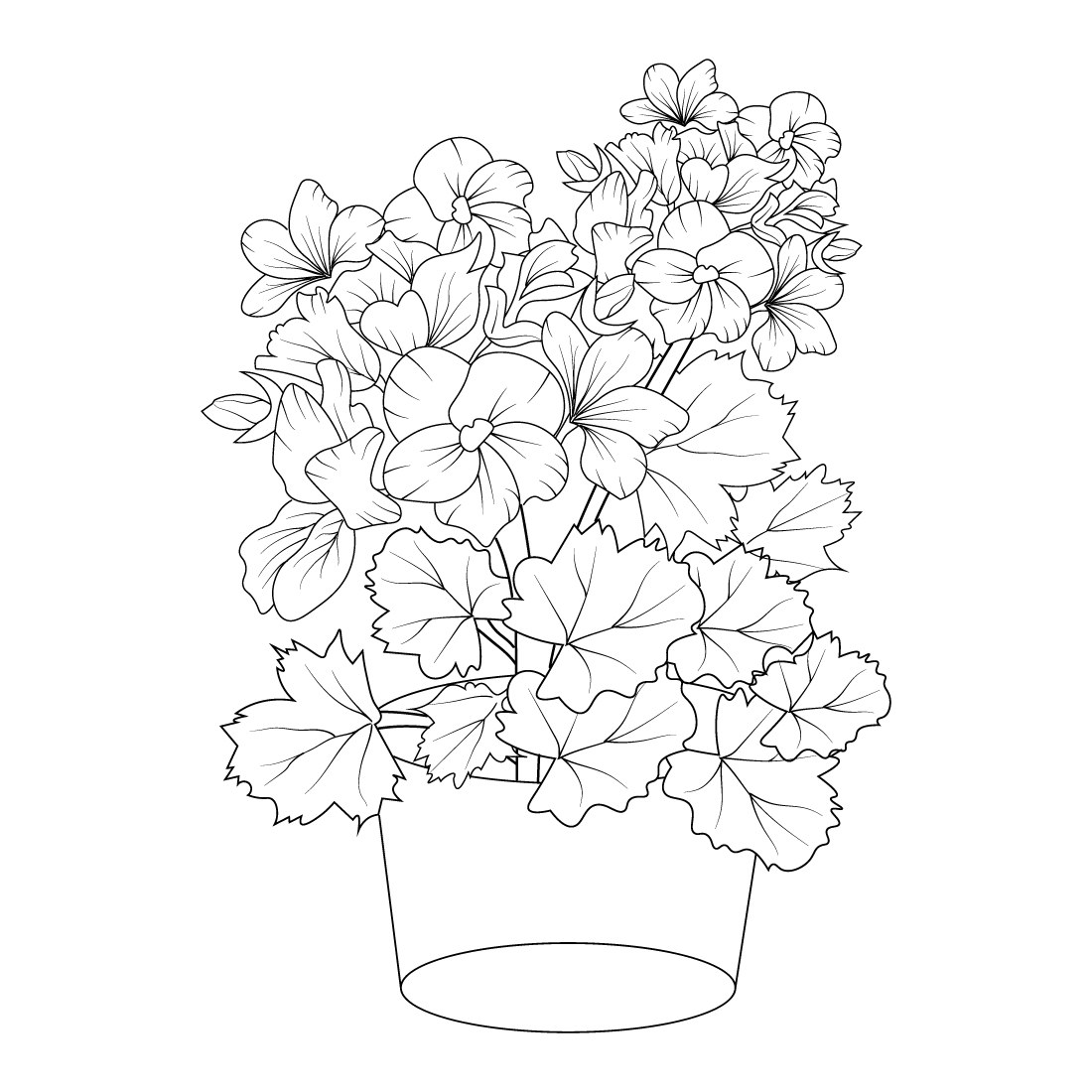 vintage geranium botanical illustration, easy geranium flower drawing, outline geranium drawing, geranium flower pencil art, botanical illustratioin, flower coloring page for adults preview image.