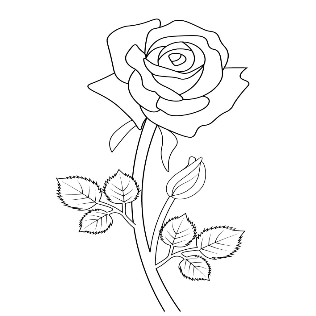 Rose Pencil Sketch, Rose Pencil Sketch Drawing Flower, Rose Outline 