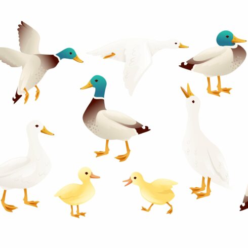 Set of cute mallard duck cute flying cover image.
