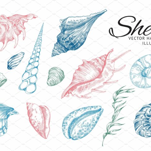 Sea shells and plants in colored cover image.