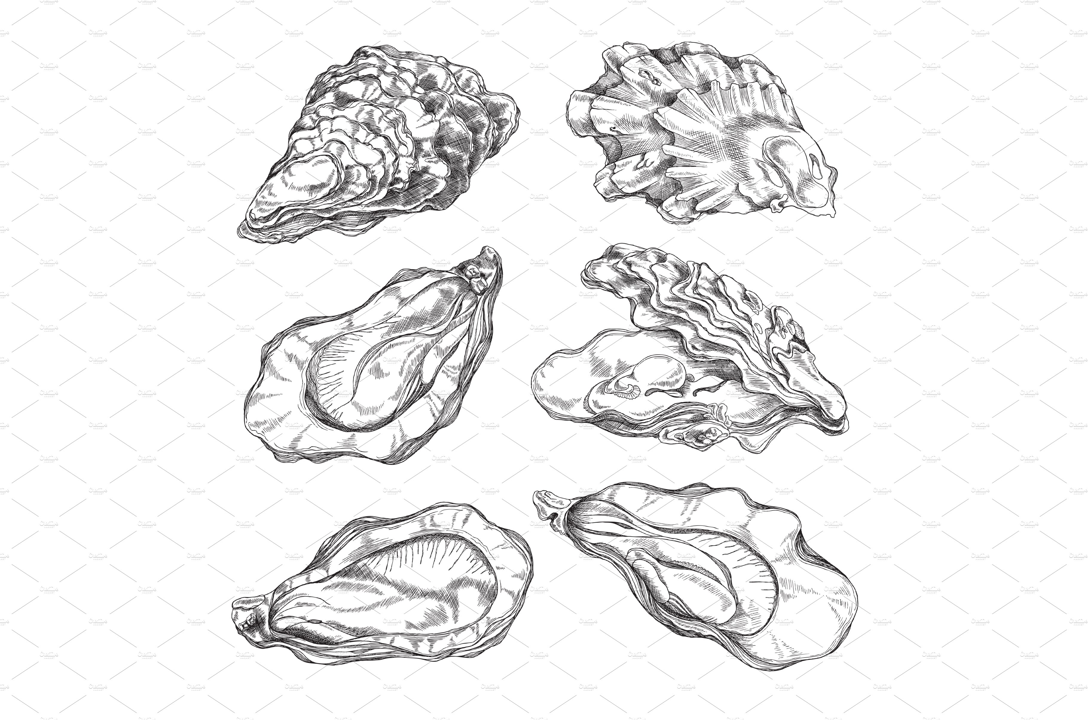 Oyster shells with edible mollusk cover image.