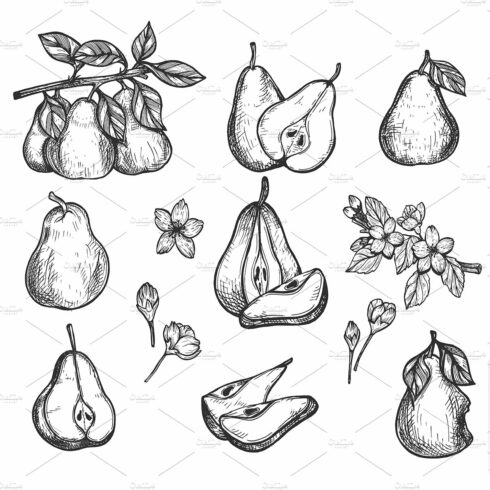 Ripe pear fresh fruit and flower set cover image.